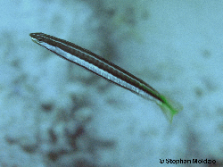 PER26 Plagiotremus tapeinosoma PA073463.jpg